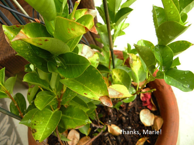 mandevilla sun scald mandevilla sun scald