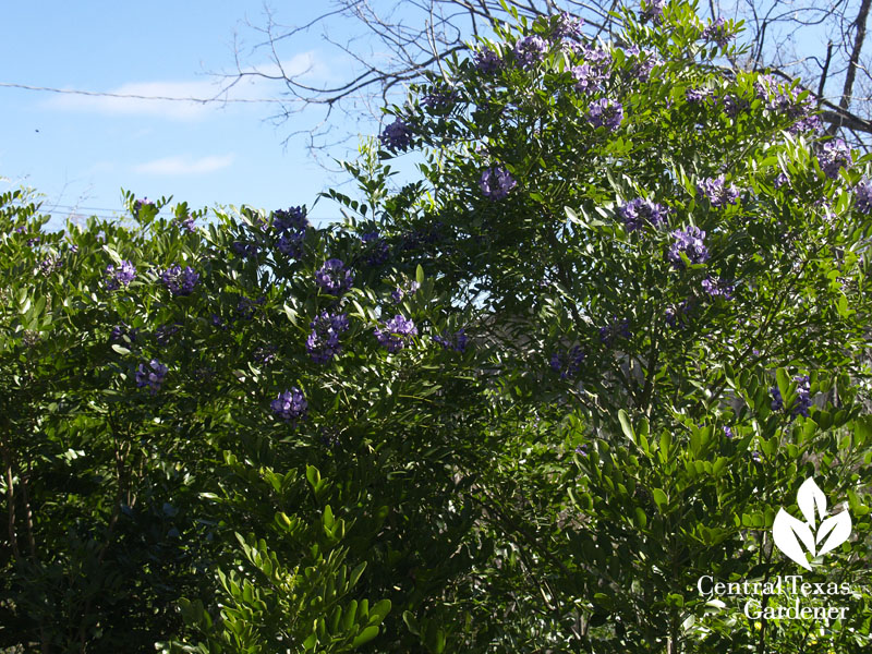 mountain laurel hedge instead of invasive ligustrums