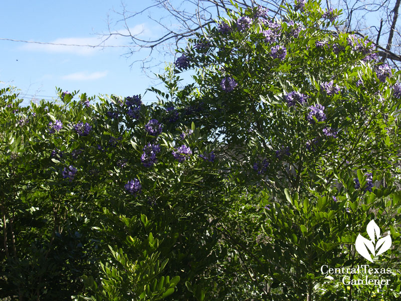 mountain laurel hedge instead of invasive ligustrums mountain laurel hedge instead of invasive ligustrums