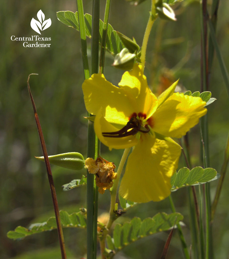 partridge pea 