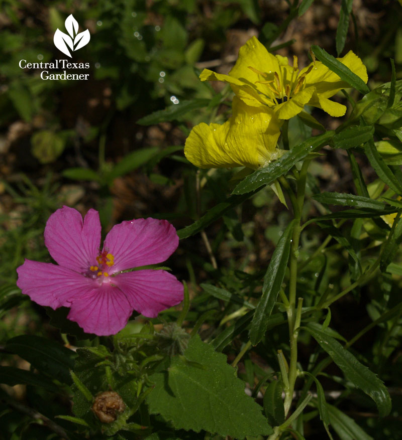 Pavonia and calylophus berlandieri native plant garden Pavonia and calylophus berlandieri native plant garden