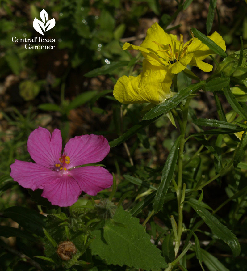 Pavonia and calylophus berlandieri native plant garden 