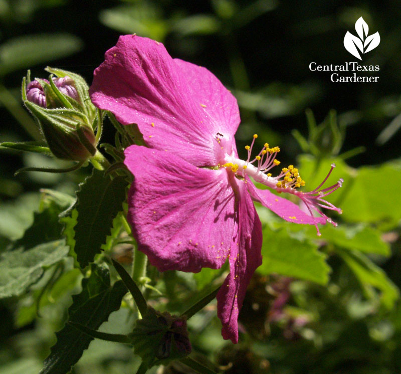 Rock rose Pavonia stamens native plant garden 