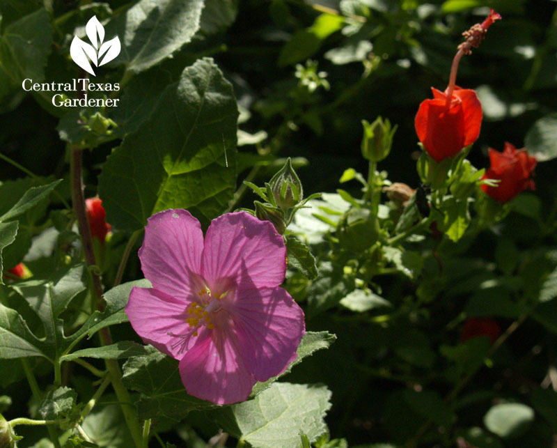 Rock rose Pavonia and Turk's cap native plant garden 