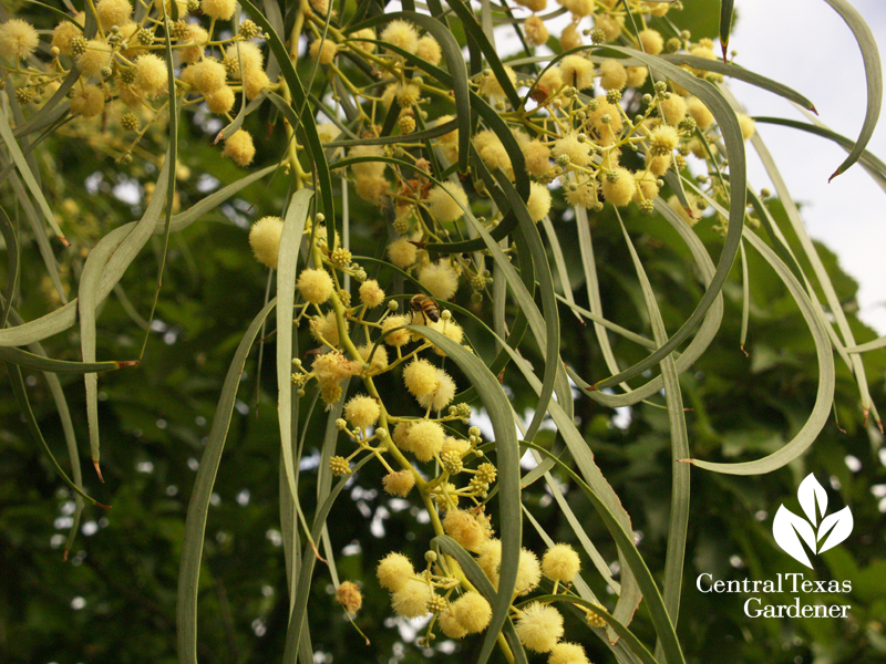 Shoestring acacia 