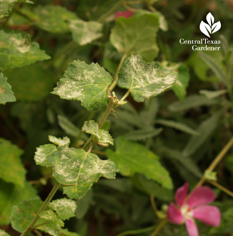 powdery mildew on rock rose Pavonia 