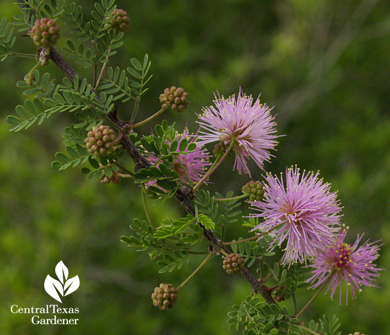 Native fragrant mimosa Mimosa borealis Native fragrant mimosa Mimosa borealis