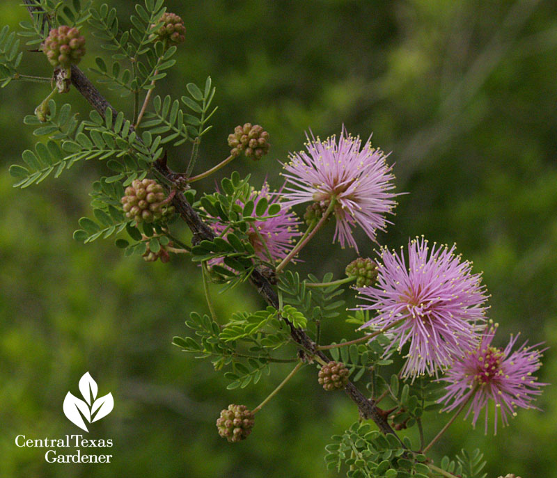 Native fragrant mimosa Mimosa borealis