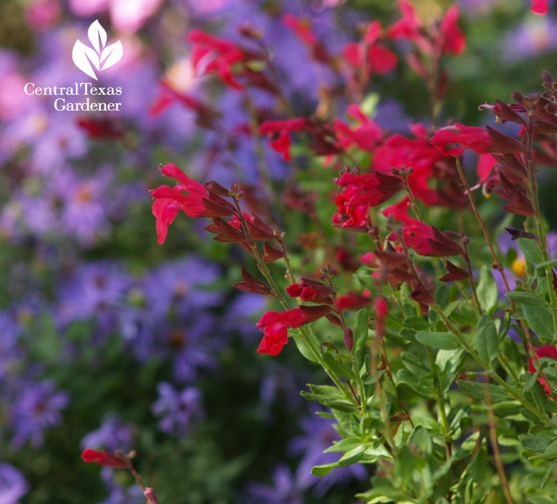 Salvia greggii and asters native wildlife habitat