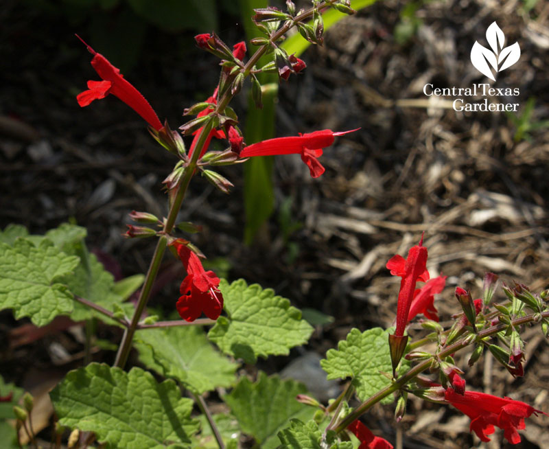 salvia roemeriana salvia roemeriana
