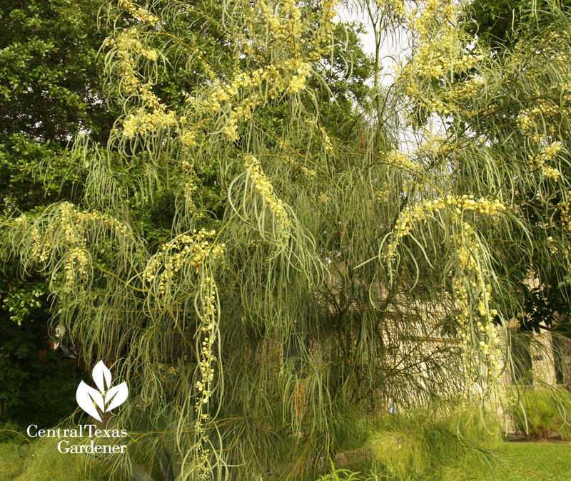 shoestring acacia in bloom Austin Texas 