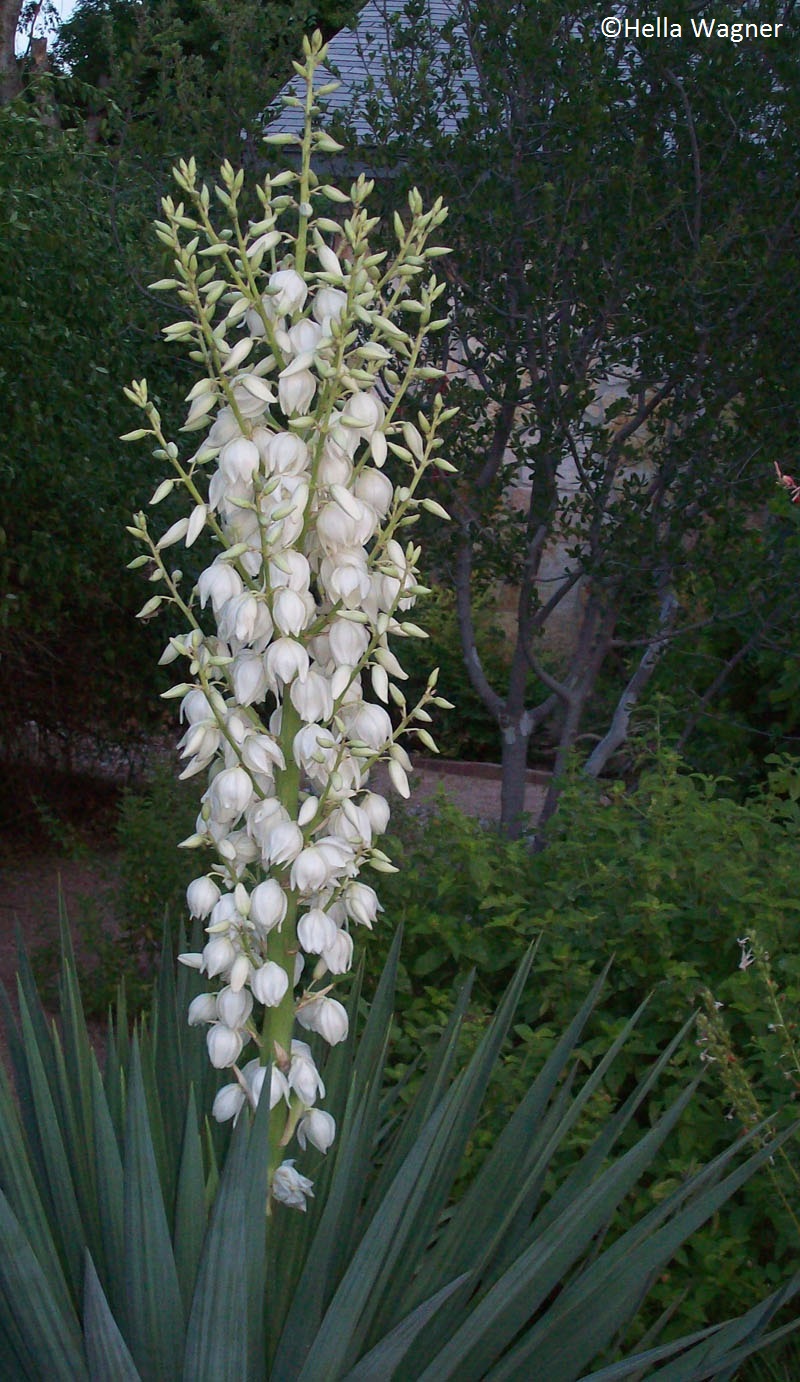 Soft leaf yucca bloom by Hella Wagner Central Texas Gardener Soft leaf yucca bloom by Hella Wagner Central Texas Gardener