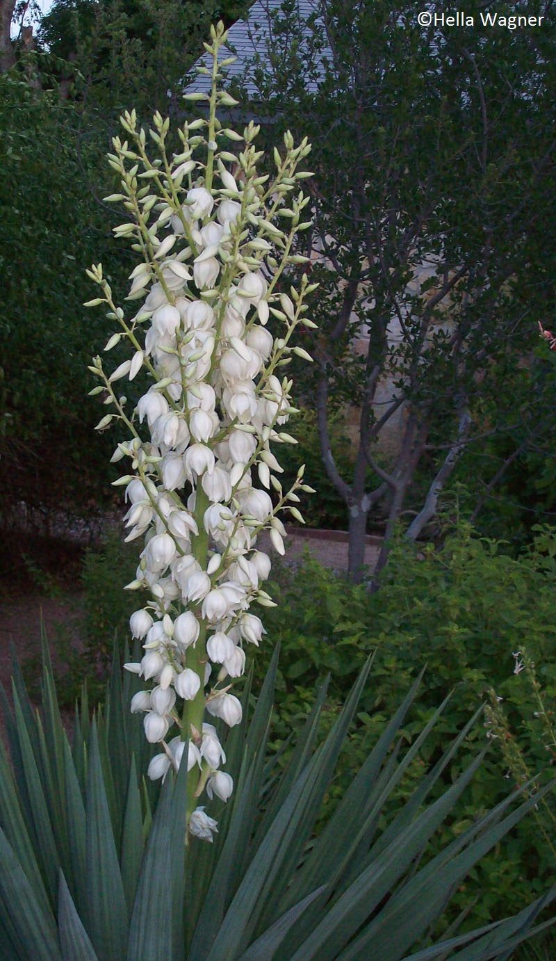 Soft leaf yucca bloom by Hella Wagner Central Texas Gardener 