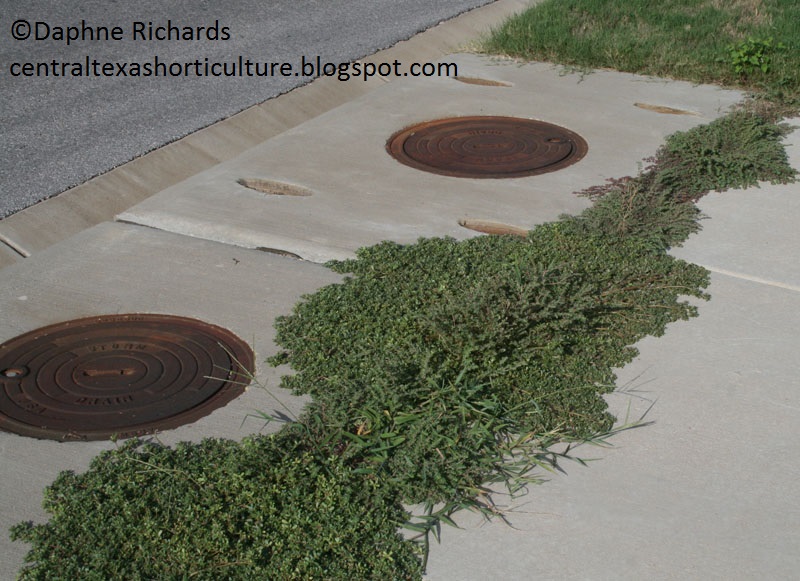 weeds in sidewalk cracks by Daphne Richards