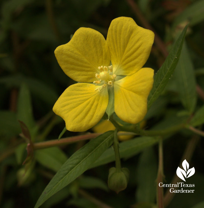 narrow-leaf water primrose Ludwigia octovalvis