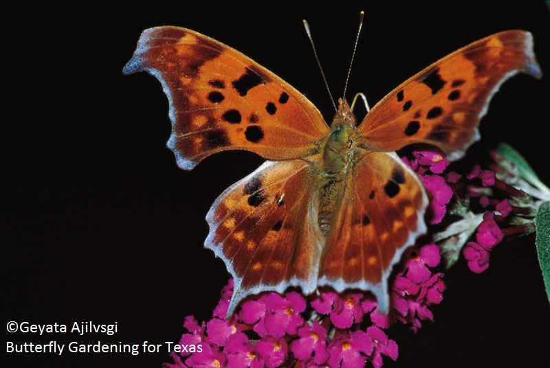 copyright Geyata Ajilvsgi Butterfly Gardening for Texas