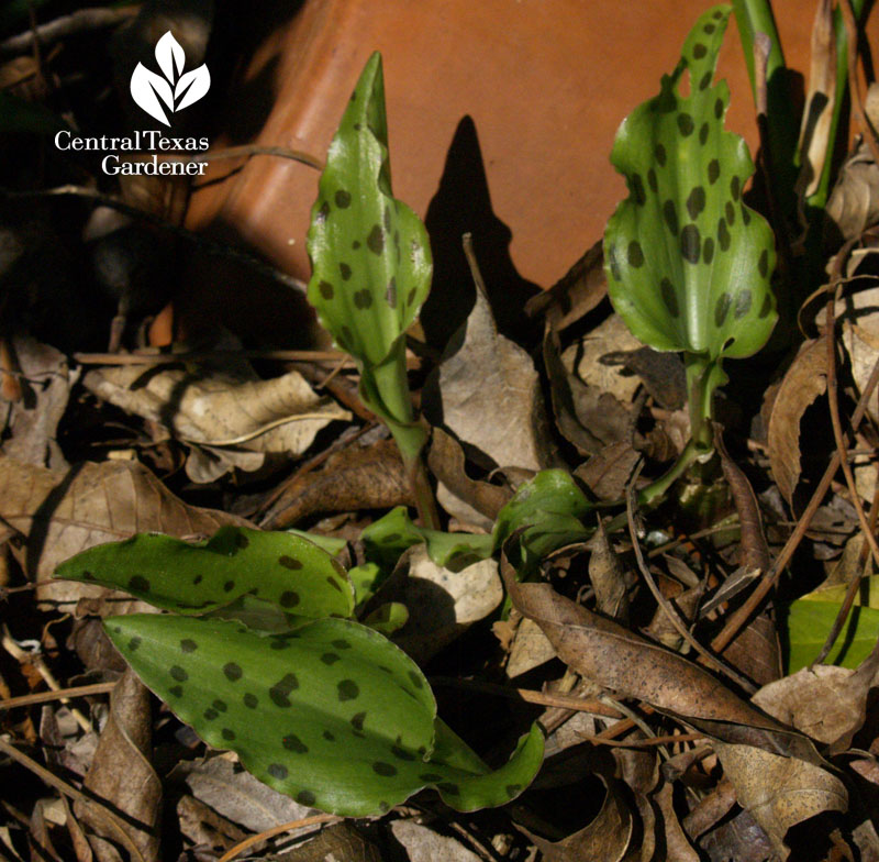 African hosta Drimiopsis maculata emerging in spring 