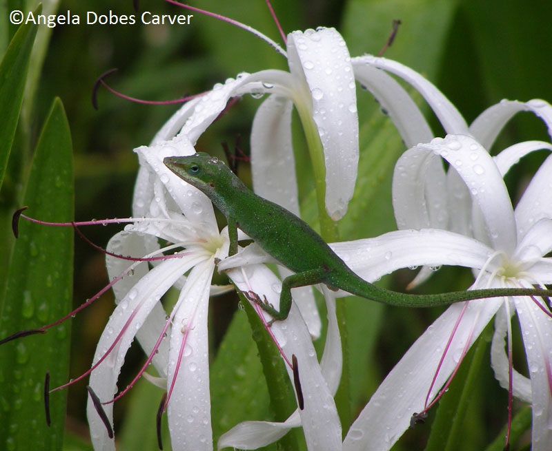 Crinum lily courtesy of Angela Dobes Carver