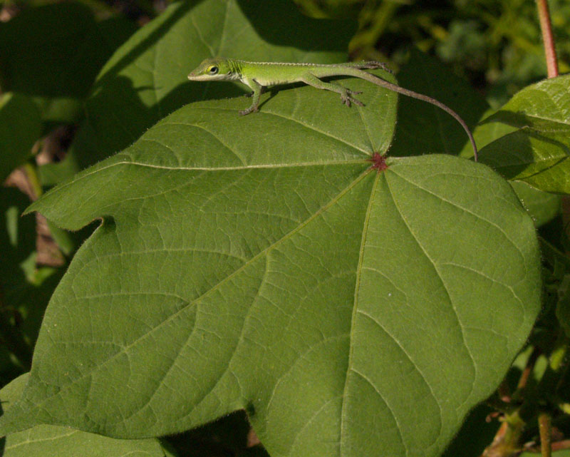 anole on cotton plant Austin Texas Garden #CentralTexasGardener