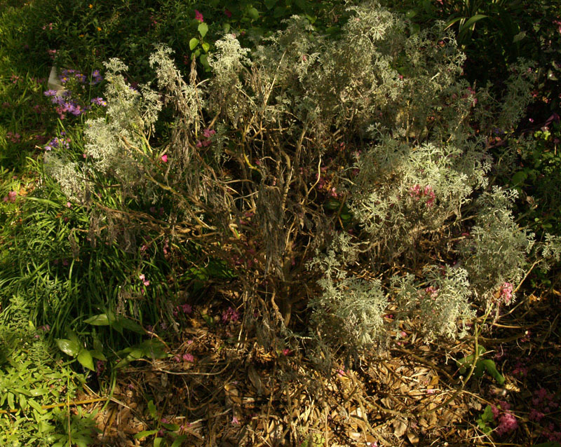 rotted artemisia austin garden 