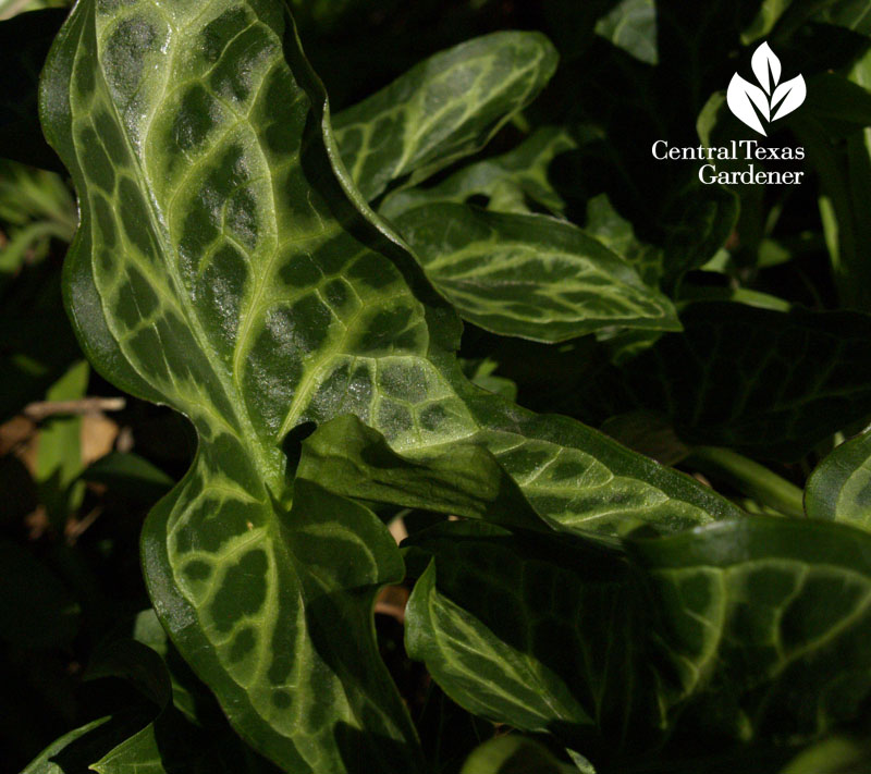 Arum italicum austin garden 