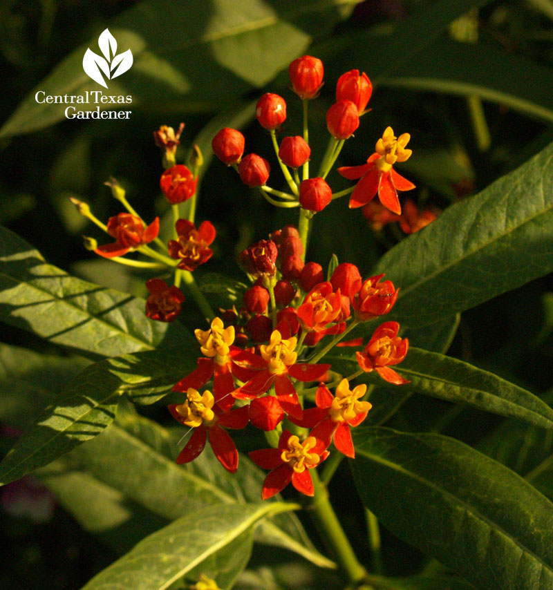 Asclepias curassavica Austin Texas