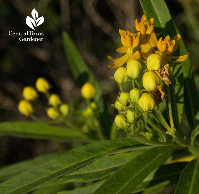 Gold milkweed A. curassavica  Austin Texas