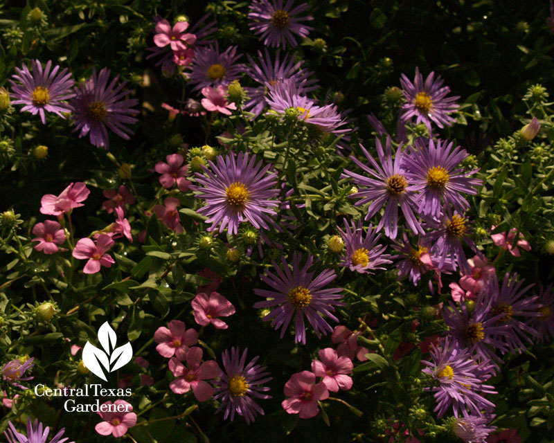 Fall asters and oxalis Central Texas Austin garden 