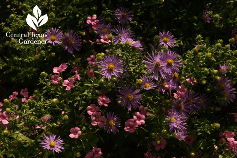 asters and oxalis Austin Texas #CentralTexasGardener