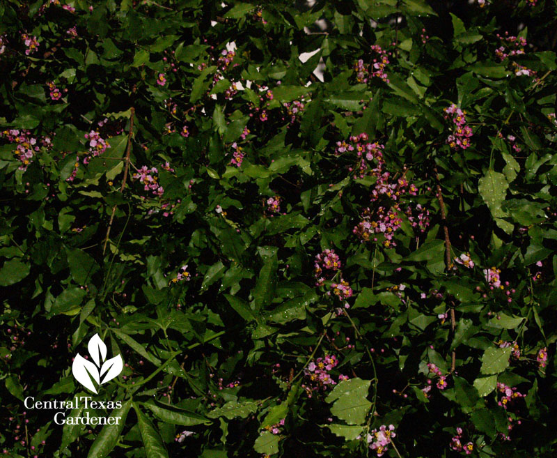Barbados cherry flowers Austin Texas Barbados cherry flowers Austin Texas