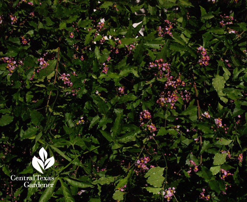 Barbados cherry flowers Austin Texas