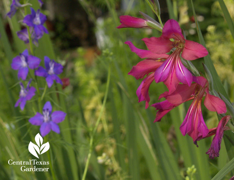 Byzantine gladiolus with larkspur Byzantine gladiolus with larkspur