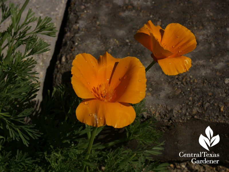 California poppy Austin garden 