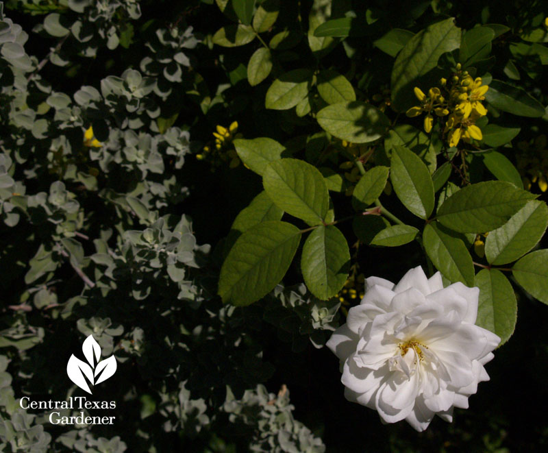 Cenizo with Iceberg rose and thryallis 