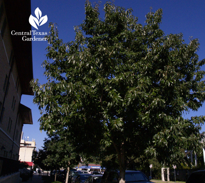 chinkapin oak Austin Texas chinkapin oak Austin Texas
