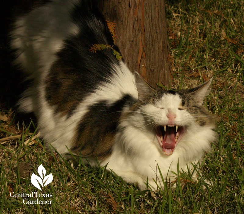 cosmo cat big smile austin garden