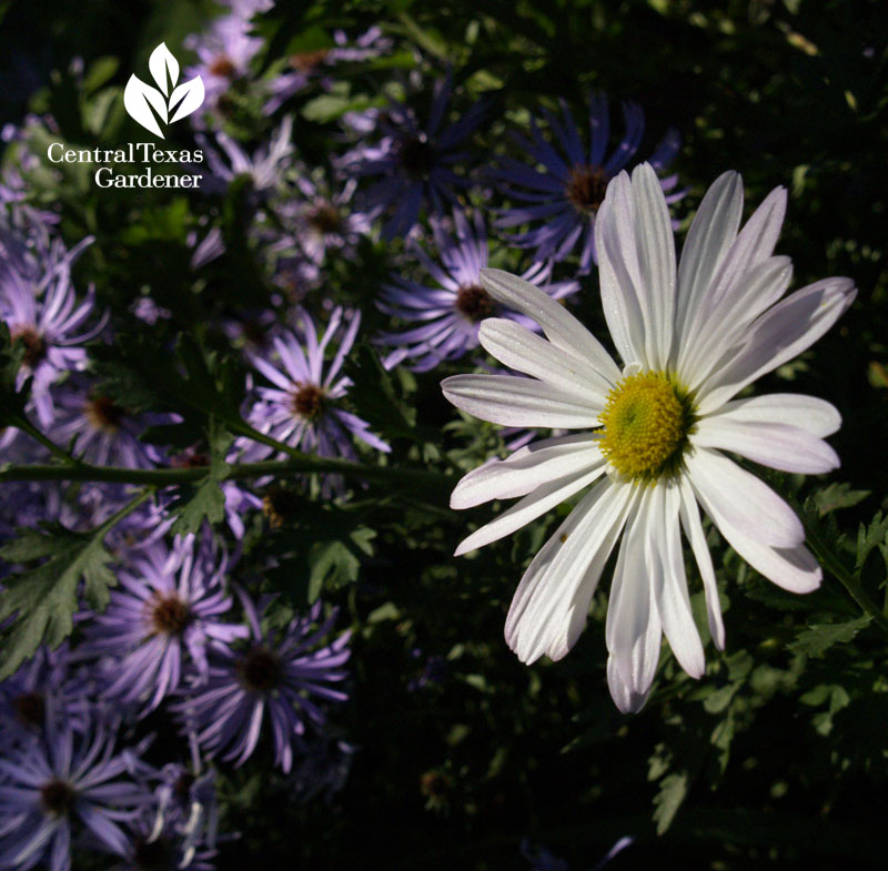 Country Girl mum and fall aster Linda Lehmusvirta