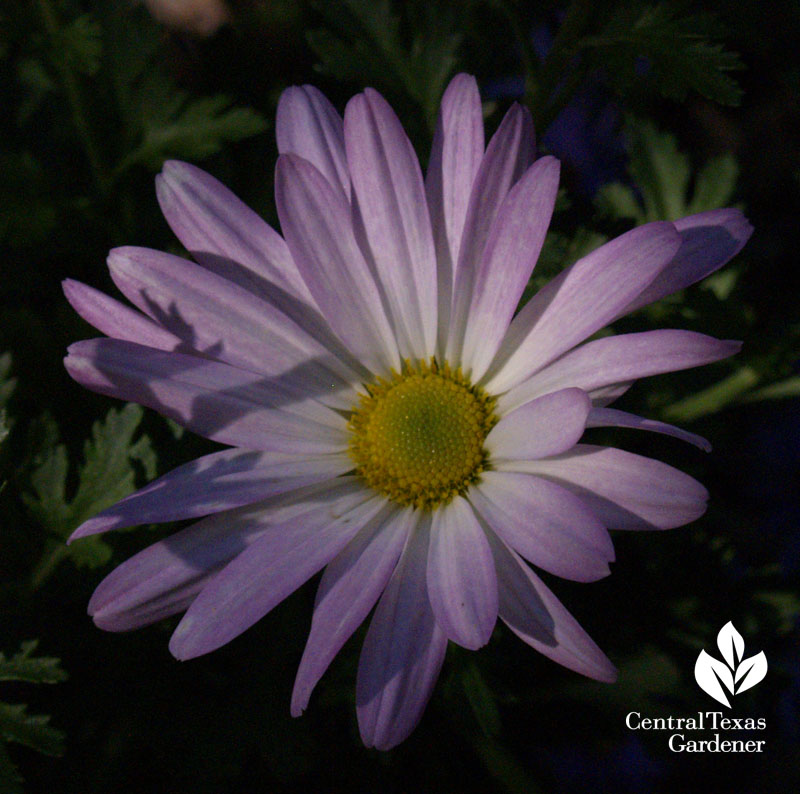 Country Girl chrysanthemum austin texas garden Country Girl chrysanthemum austin texas garden