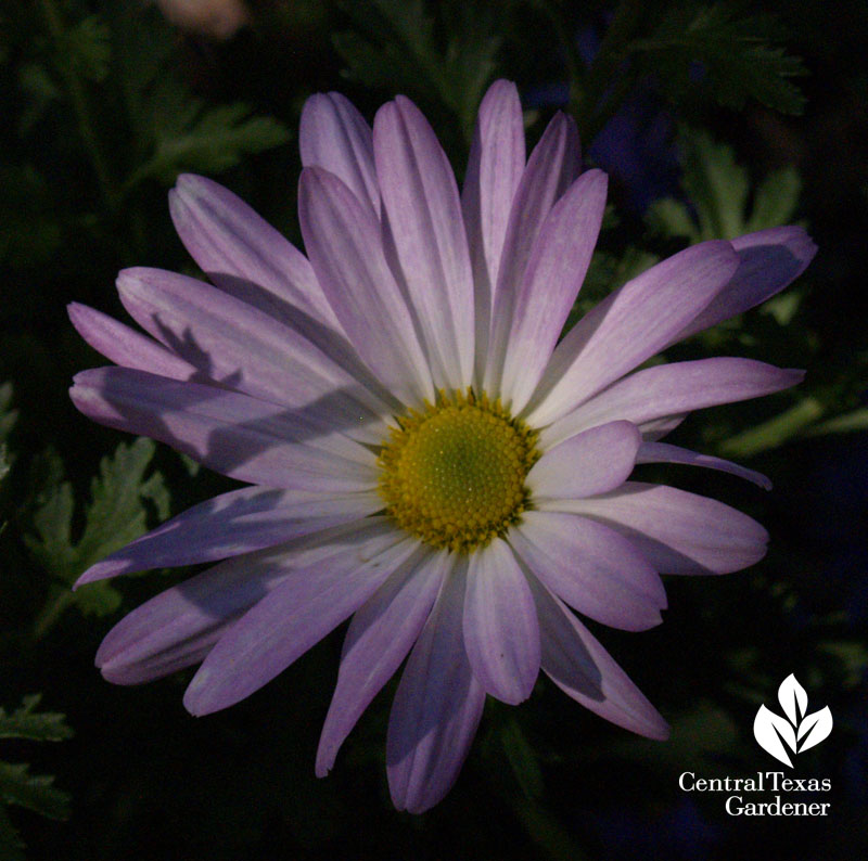 Country Girl chrysanthemum austin texas garden 