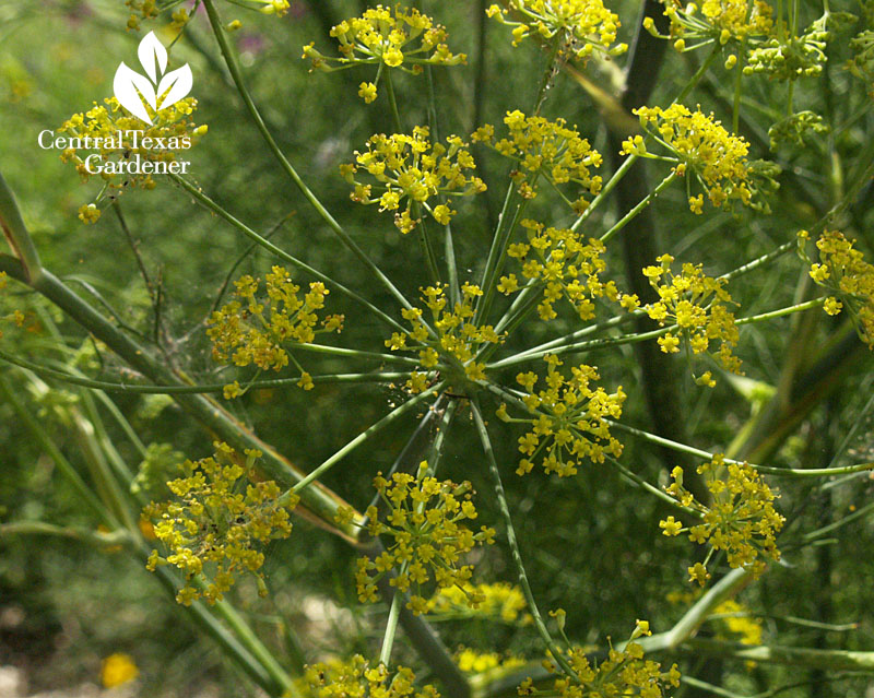 Dill flowers Central Texas 