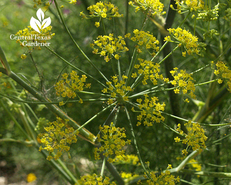 Dill flowers Central Texas Dill flowers Central Texas