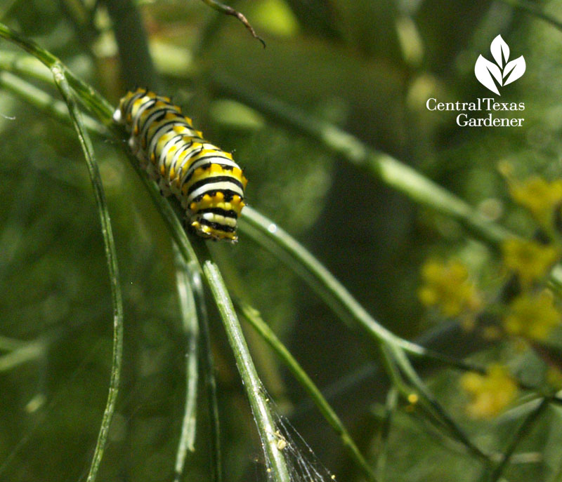 Swallowtail butterfly caterpillar on dill at Travis County Extension 