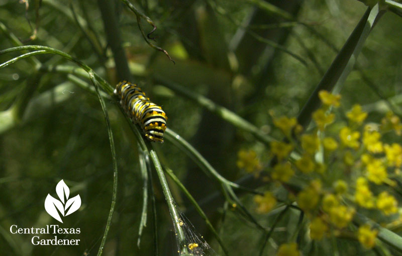 Swallowtail butterfly on dill Central Texas 