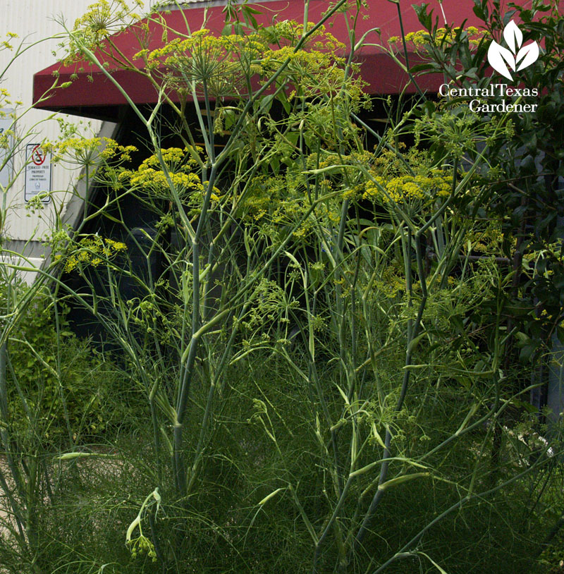 Dill at Travis County Extension demonstration gardens