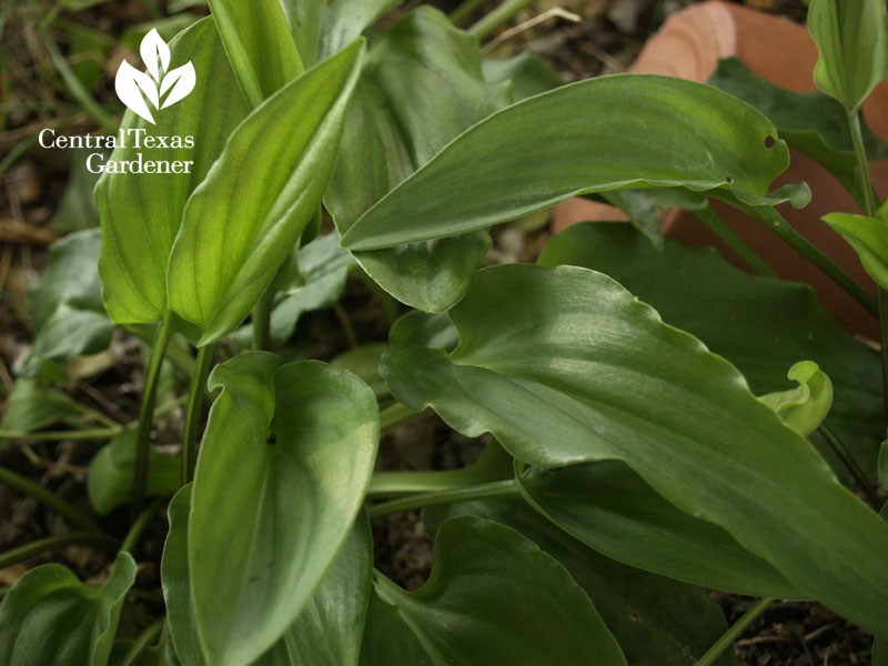 African hosta Drimiopsis maculata