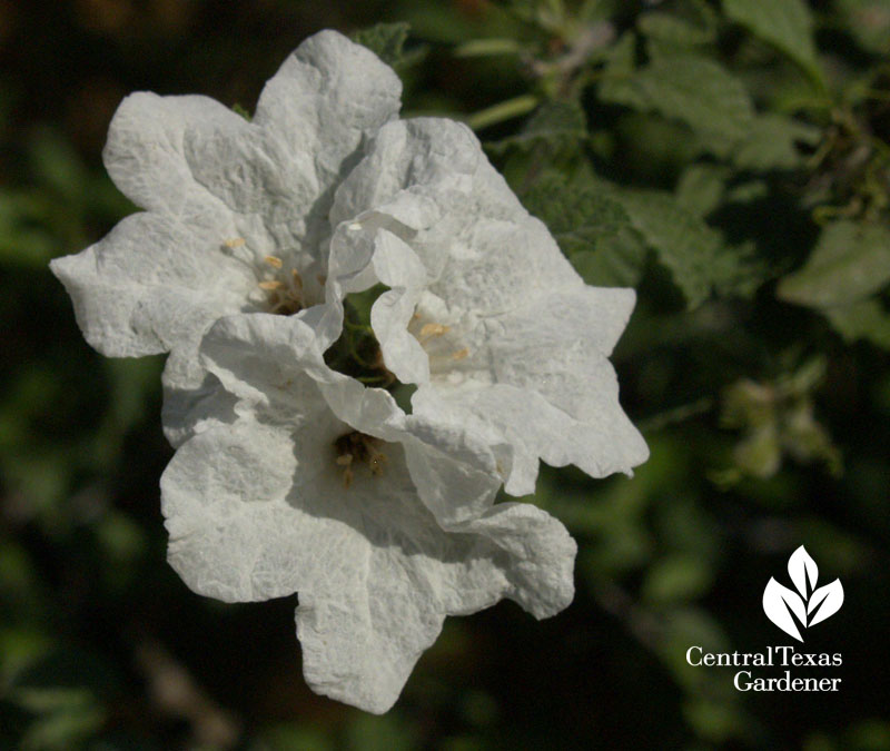 dwarf mexican olive flower Cordia parvifolia dwarf mexican olive flower Cordia parvifolia