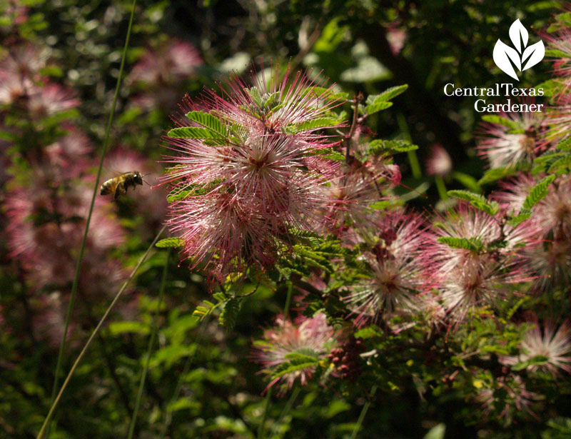 pink fairy-duster with bee wildlife habitat 