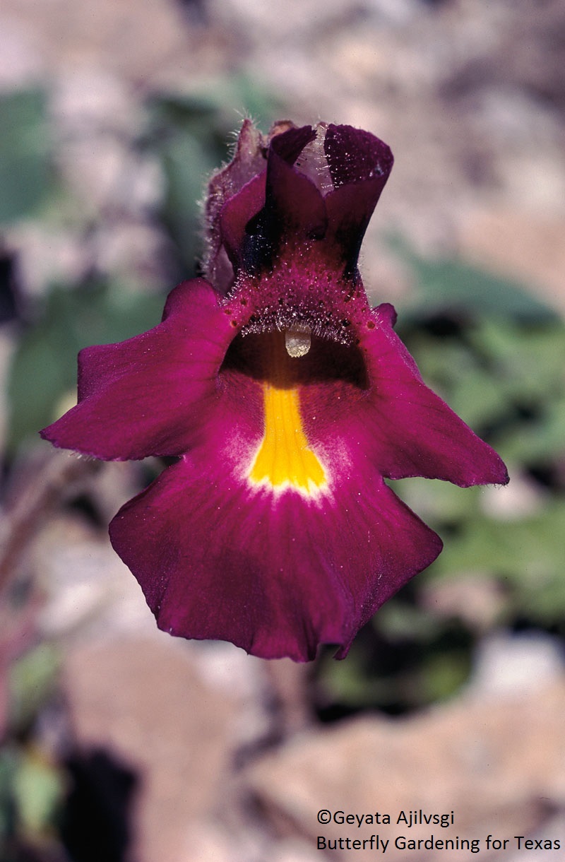 Fragrant Devil's Claw copyright Geyata Ajilvsgi Butterfly Gardening for Texas