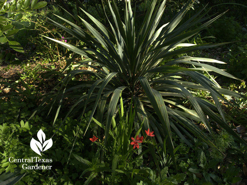 freesia laxa with soft leaf yucca austin garden 