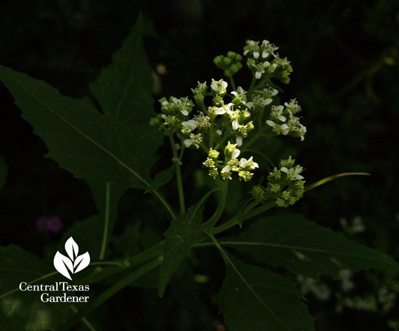 frostweed (Verbesina virginica) Native Texas Plant Week 